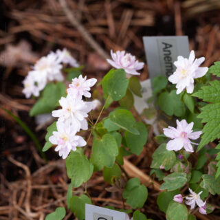 A - Anemonella thalictroides 'Spring Symphony'
