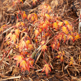 japanska lönnar - Acer palmatum 'Katsura'
