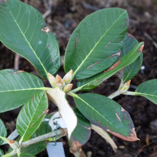 Rhododendron macabeanum Nape 052