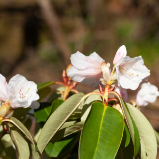 Rhododendron Williamsianum-grp 'Tibet'