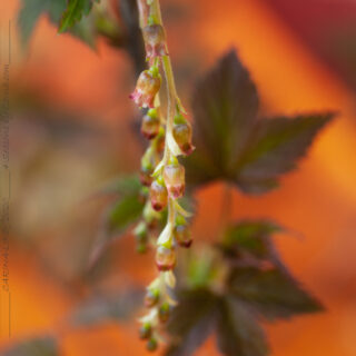Vinbärsblomning - Ribes longiracemosa -