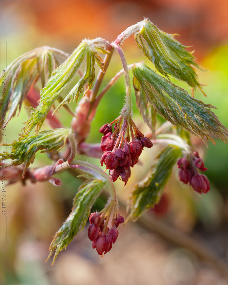 L nnblomning I Maj Subtil Men Vacker 4 Seasons By Carna L nnblomning I Maj Subtil Men Vacker 4 Seasons By Carna