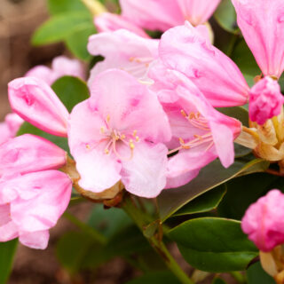 Rhododendronarter - anwheiense