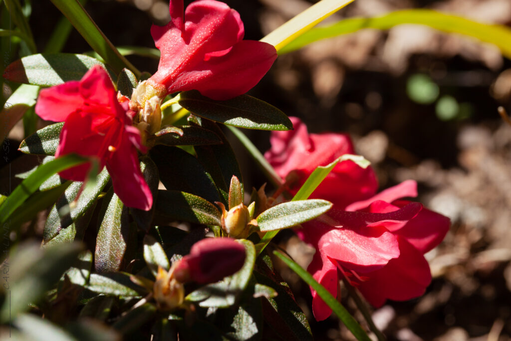 Trädgårdsskådning - Rhododendron 'Quail'