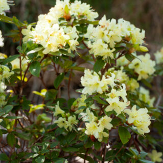 Rhododendron keiskei-grp 'Princess Anne''