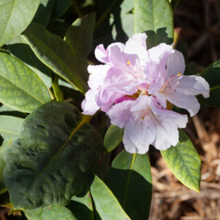 Rhododendron 'Eskimo'