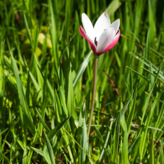 Tulipa 'Pepperminststick'