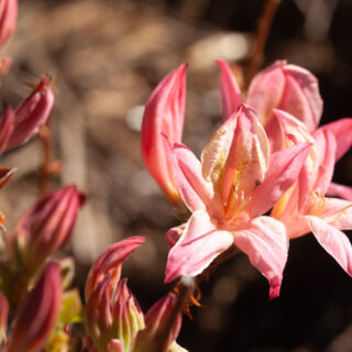 Rhododendron viscosum 'Soir de Paris'