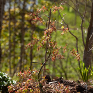 Acer palmatum 'Spring Delight', japansk lönn 'Spring Delight'