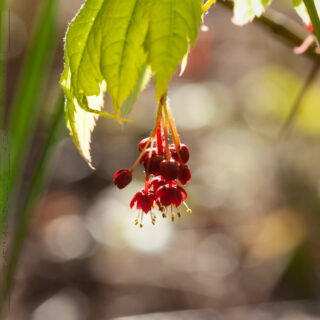 Lönnblomningen - Acer japonicum 'Aconitifolium' - flikbladig solfjäderslönn