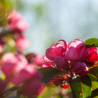 M-N-O-P - Malus purpurea 'Ola'