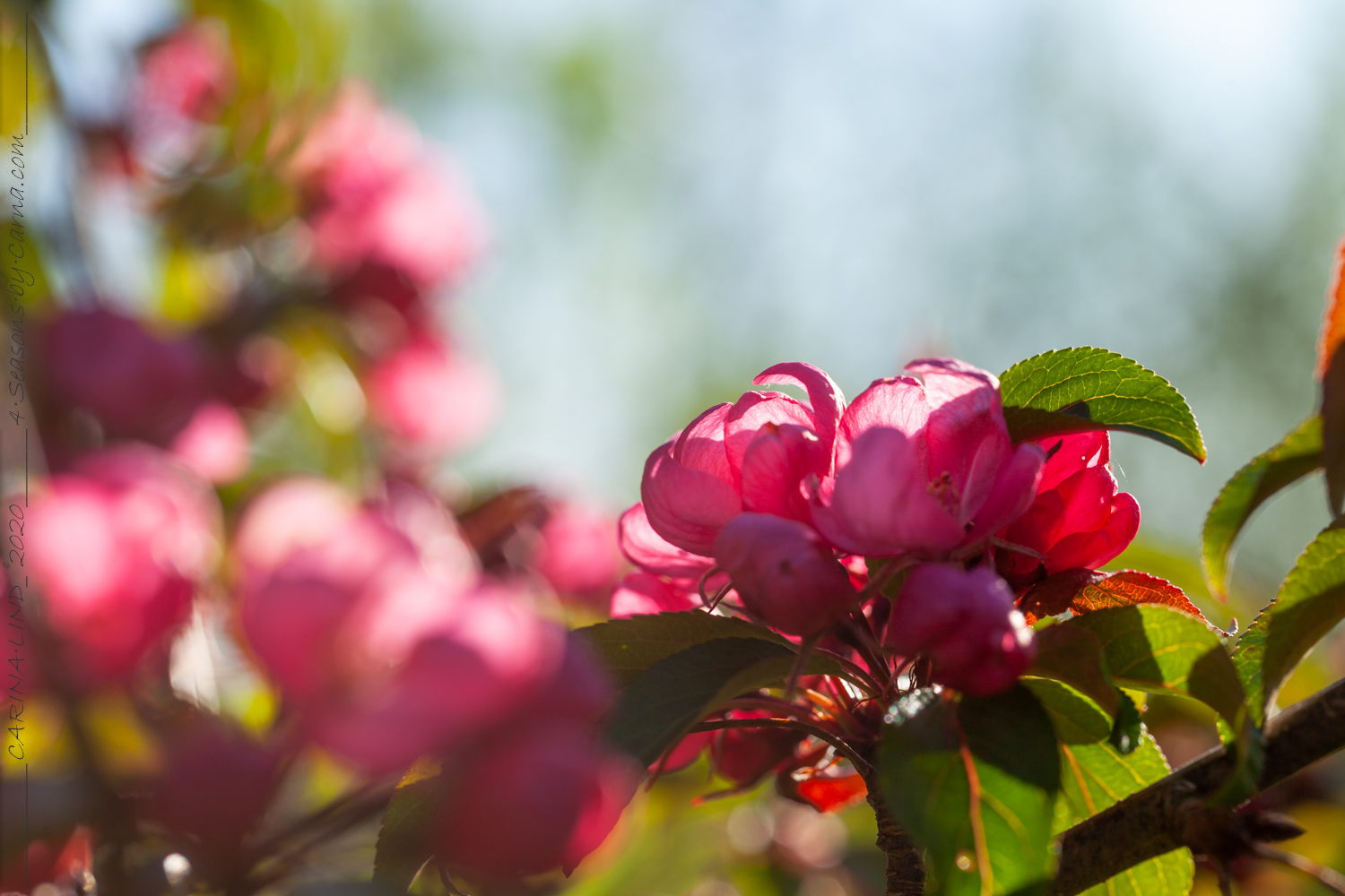 M-N-O-P - Malus purpurea 'Ola'