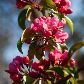 Malus purpurea 'Ola'