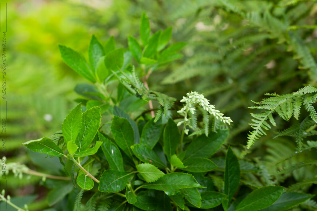 Sensommardoft - Clethra alnifolia 'Hummingbird'