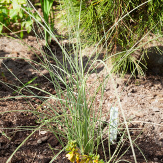 Miscanthus sinensis 'Morning Light'