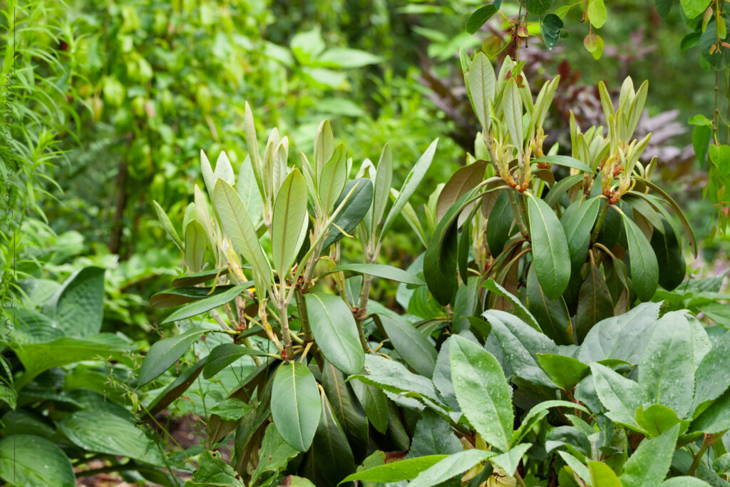 Rhododendron (yakushimanum x rex) x rex
