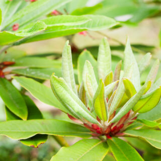 Rhododendron pseudeudochrysanthum x (yak x (bureavii x calophytum))