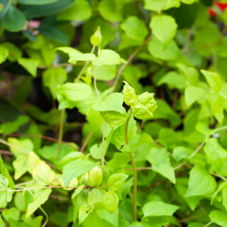 D-E-F-G - Deutzia gracilis 'Aurea'