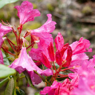 Rhododendron 'Ursine'