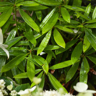 Rhododendron argyrophyllum - silverrododendron