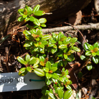 Rhododendronarter D-F, R. dendrocharis - karamellalpros