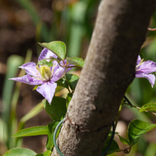 Clematis viticella-grp 'Justa', viticellaklematis