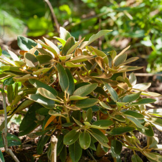 Rhododendronarter P-R - R. pachysanthum - skönrododendron