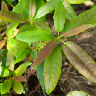 R. auriculatum 'Roseum'