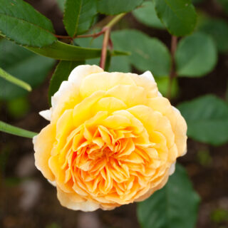 TrädgårdsCirkeln - Austinros 'Crownprincess Margareta'