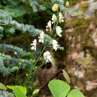 Aconitum napellus 'Rubellum'