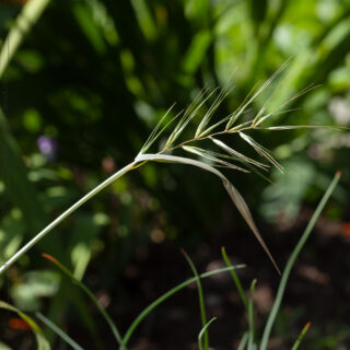 Elymus hystrix - flaskborstgräs