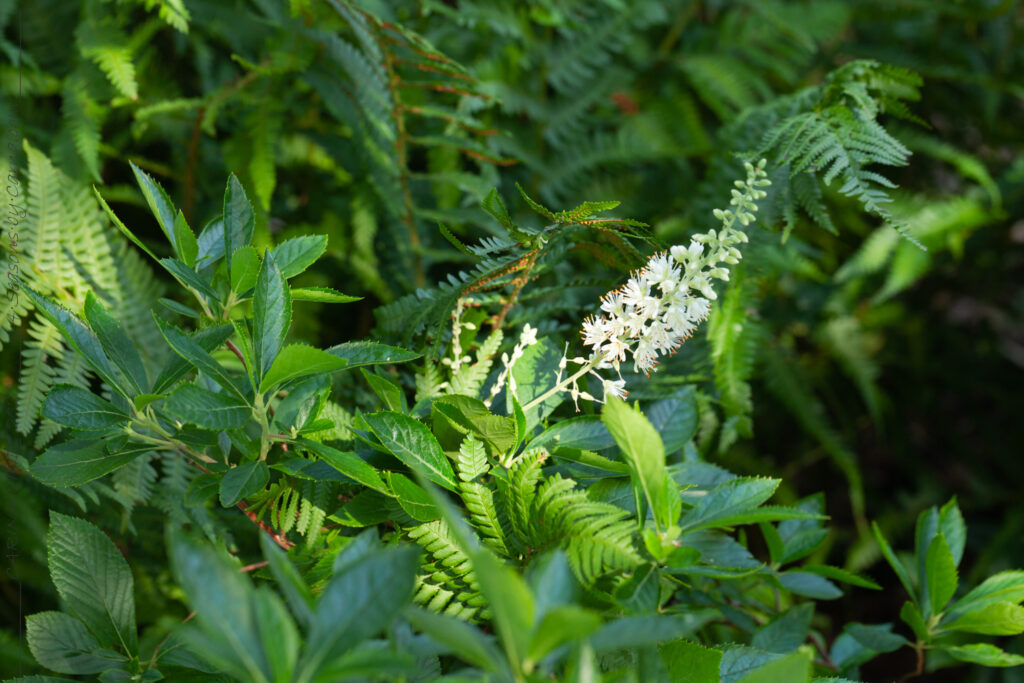 Sensommardoft - Clethra alnifolia 'Hummingbird'