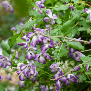 Italienare - Clematis viticella Brianna'