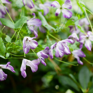 202135Clematis Viticella-grp 'Brianna'