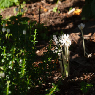 Colchicum autumnale 'Album'
