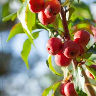 M-N-O-P - Malus purpurea 'Ola'