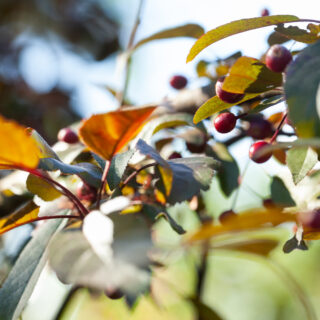 Frukt-blommor - Malus toringo 'Freja'