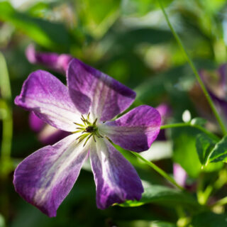 Mina växter - Clematis viticella 'Brianna'
