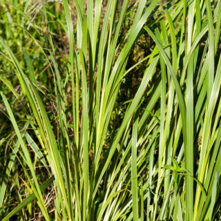 prydnadsgräs och bambu - Spartina pectinata 'Aureomarginata'