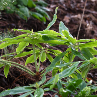 Projektet-som-blev-klart - Rhododendron auriculatum - öronrododendron