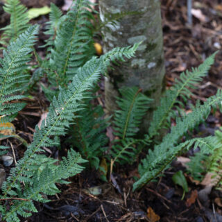 Polystichum aculeatum - uddbräken