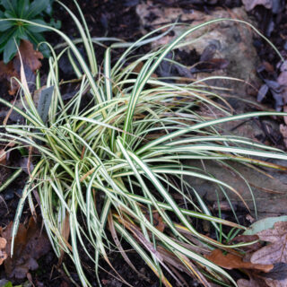 C. oshimensis 'Evergold'