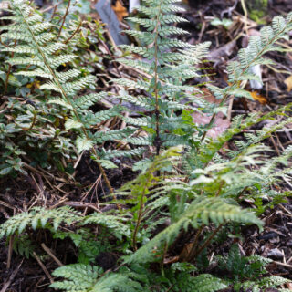 Vintergröna - Polystichum makinoi