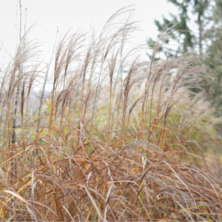 Trädgårdstankarna - Miscanthus 'Undine'