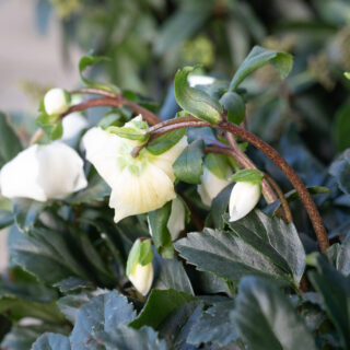 Trädgårdsmys - Helleborus niger 'Jacob' - julros