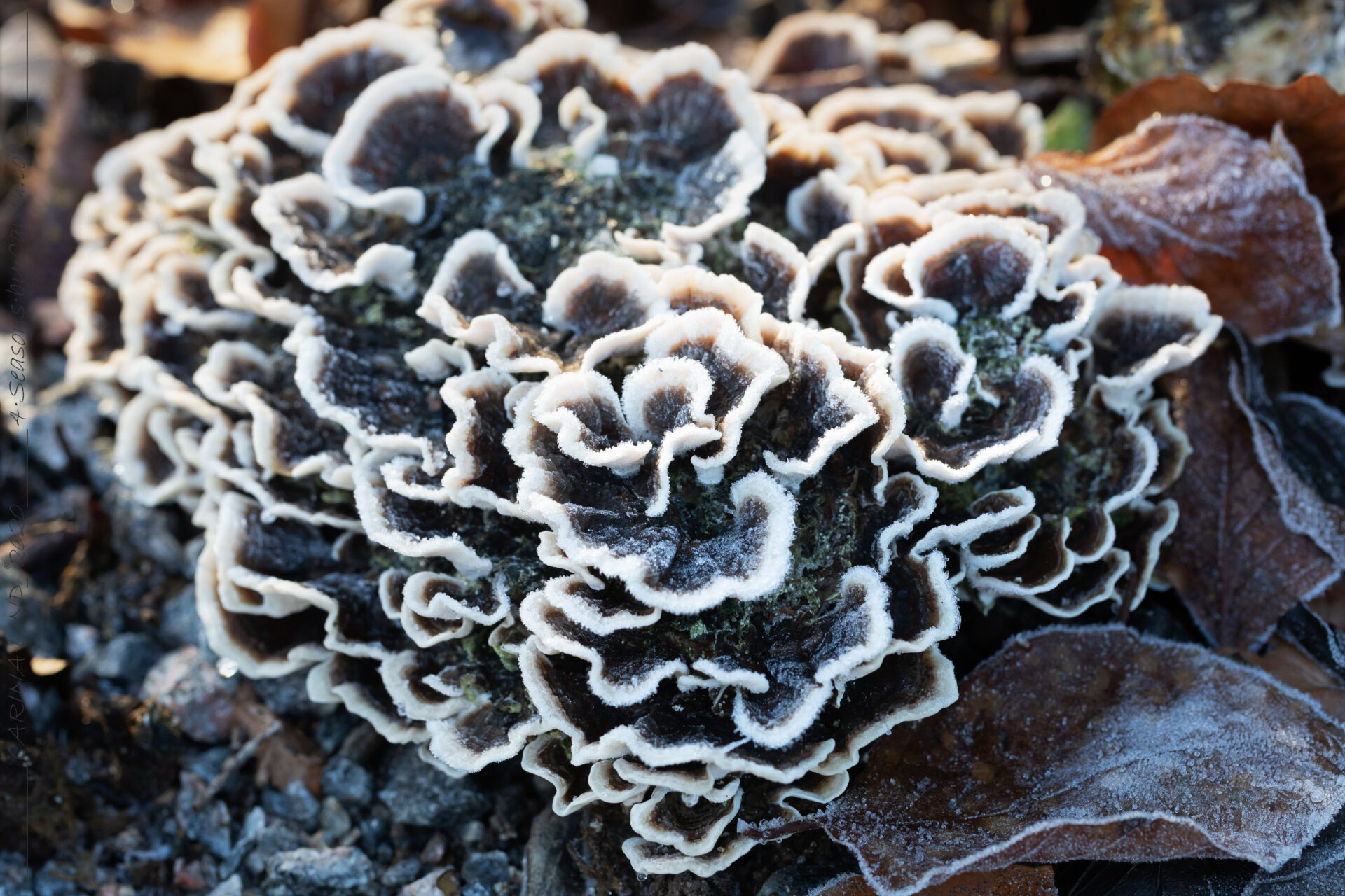 Idétorka - då passar den här