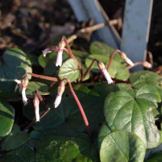 Januaribilden - Cyclamen coum - vårcyclamen