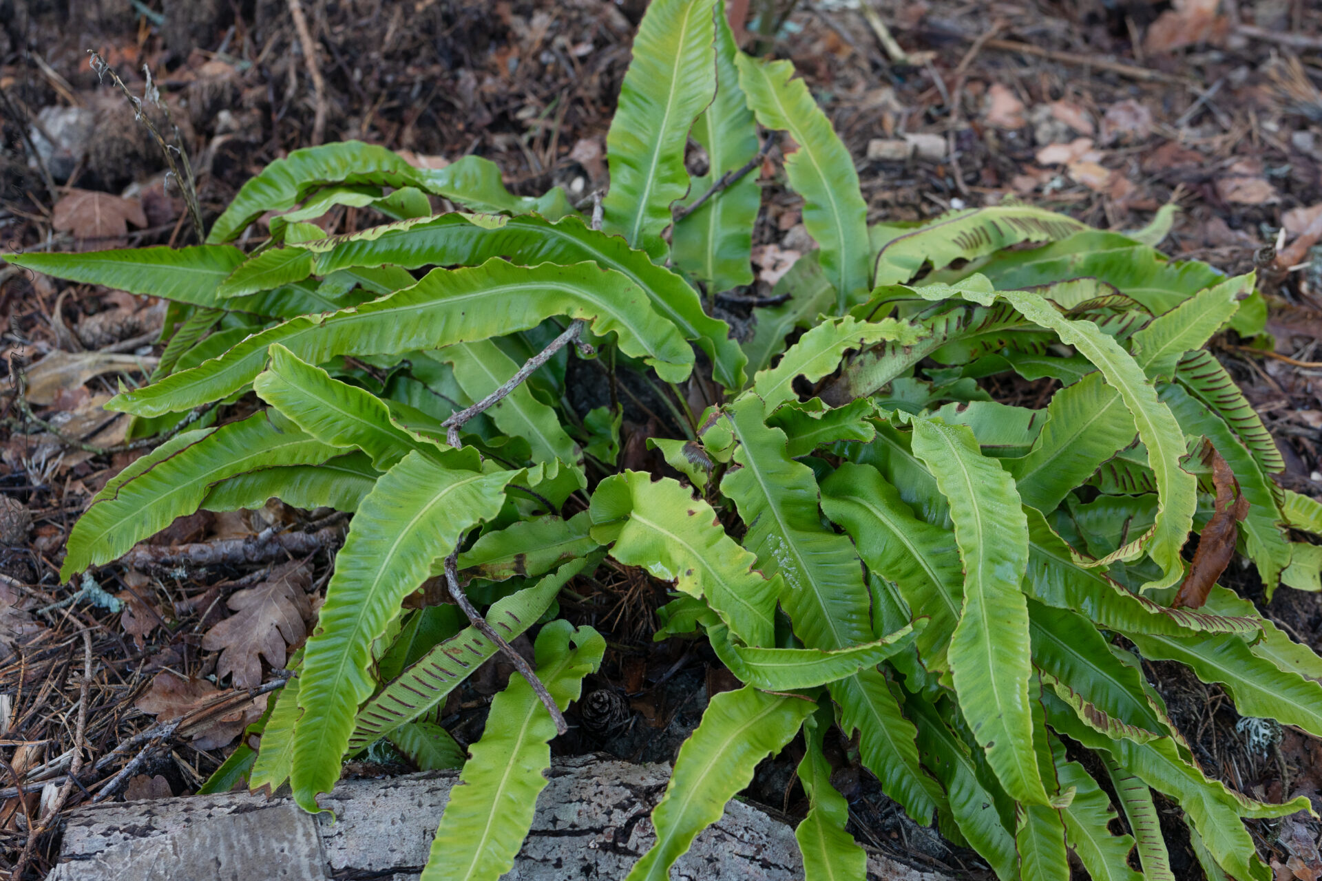 Vintergröna - Asplenium scolopendrium - hjortbräken