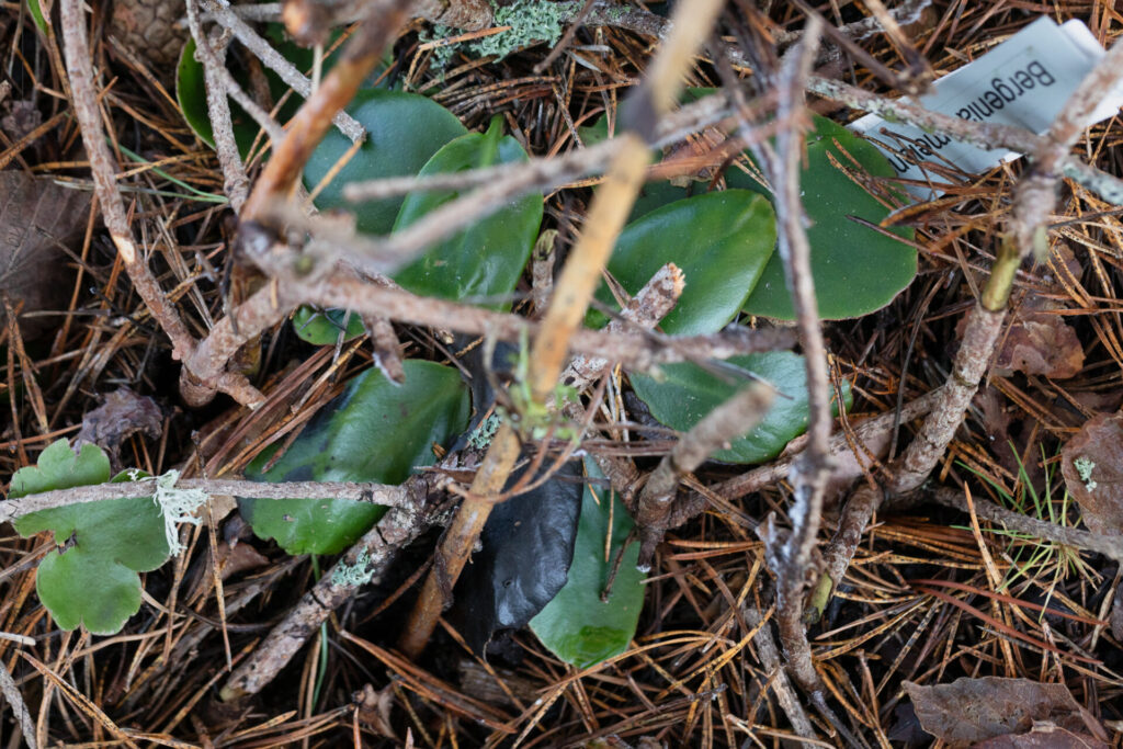 Vinter - Bergenia emeiensis 