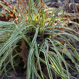 Vinter - Carex morrowii 'Vanilla Ice Cream'